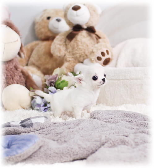 장모치와와 분양