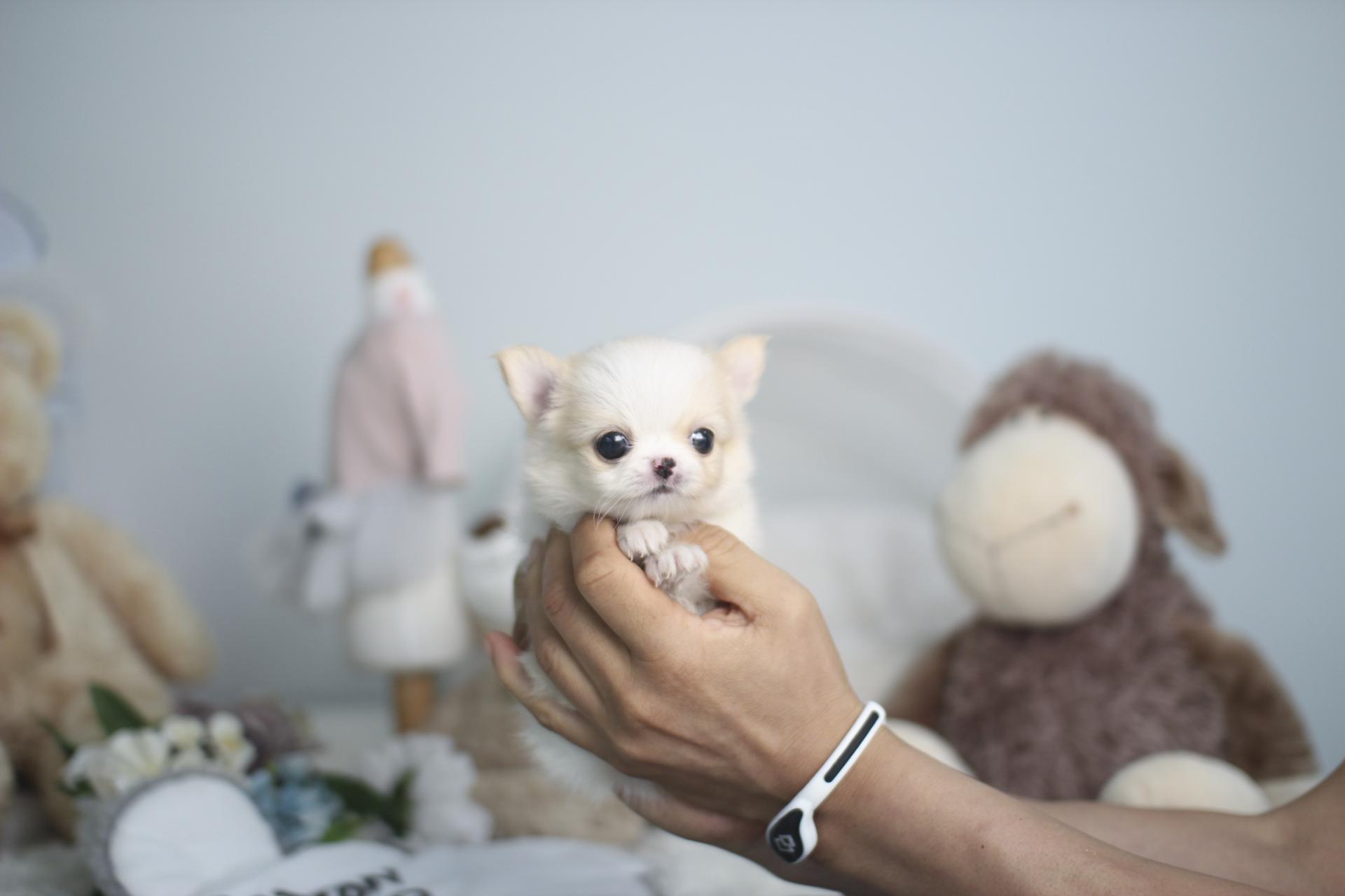 크림 장모 치와와 분양