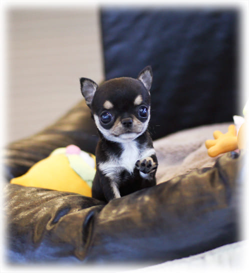 단모치와와 분양