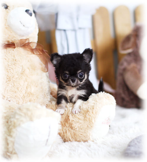 장모치와와 분양