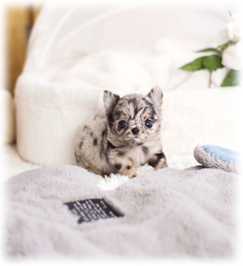 장모치와와 분양