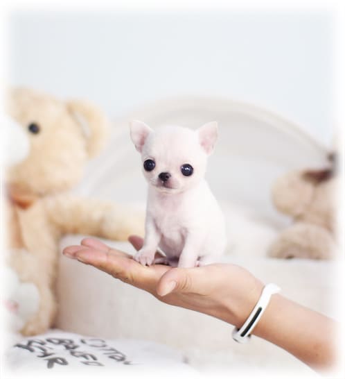 단모치와와 분양