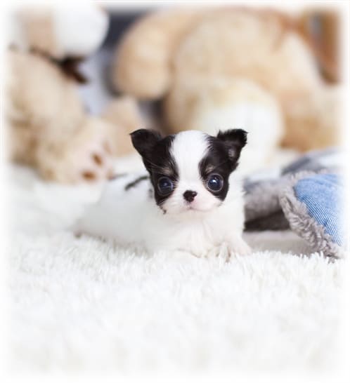 장모치와와 분양