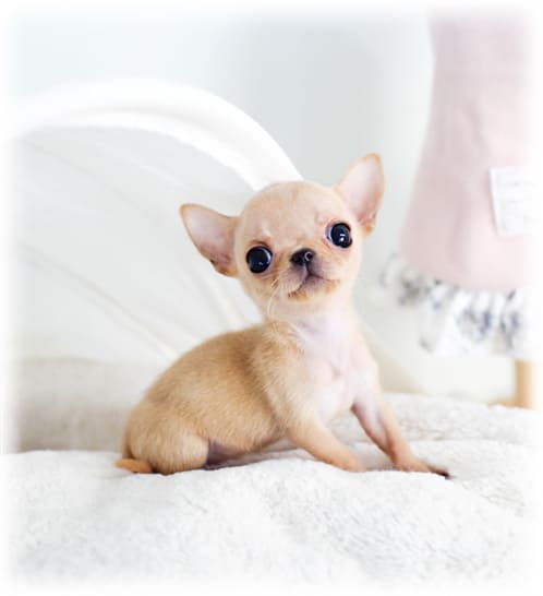 크림 단모 치와와 분양