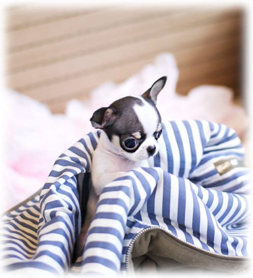 트라이 단모치와와 분양