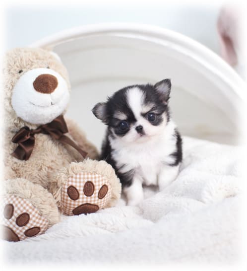 트라이 장모 치와와분양