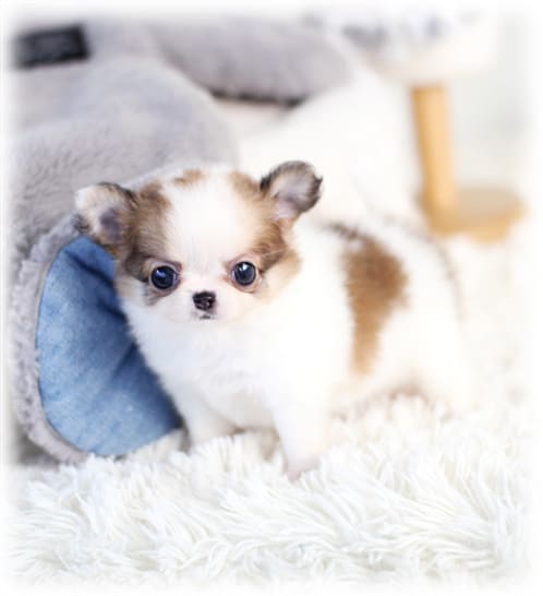 파티 장모 치와와분양