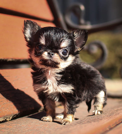 장모치와와 분양