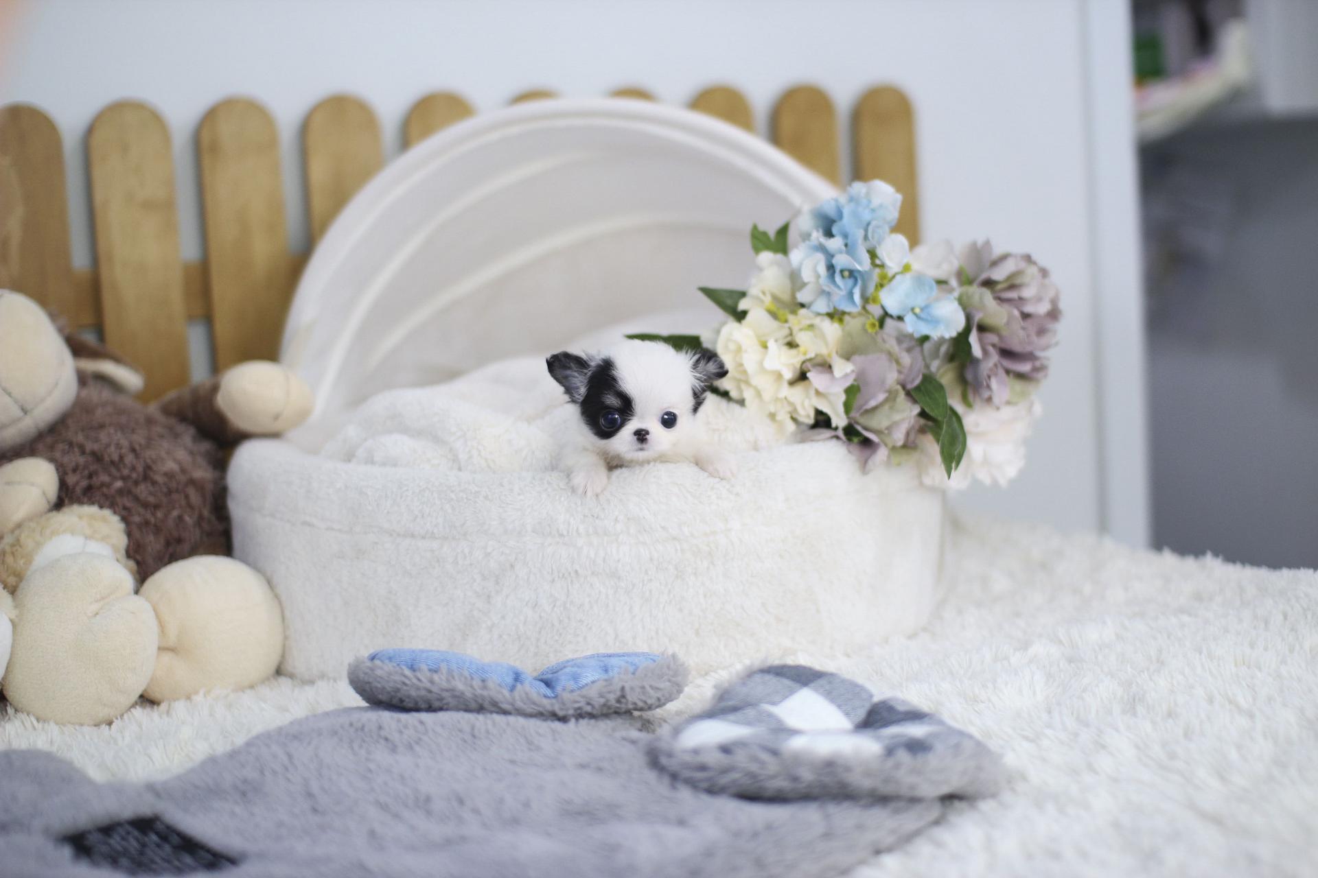 장모치와와 분양