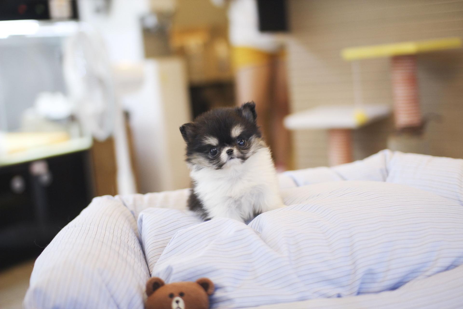 장모치와와 분양