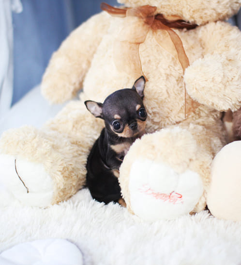 블랙탄 단모 치와와 분양