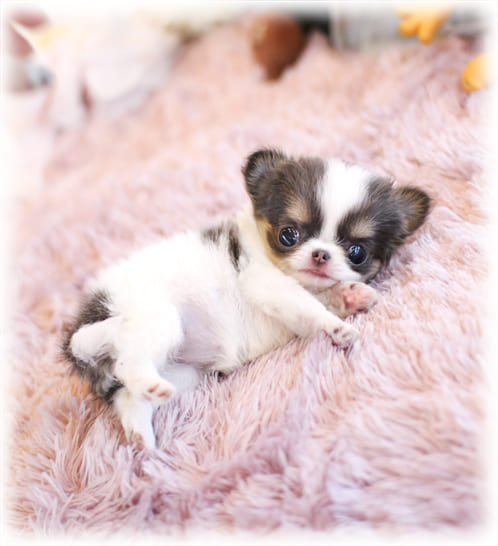 초코탄 장모 치와와 분양