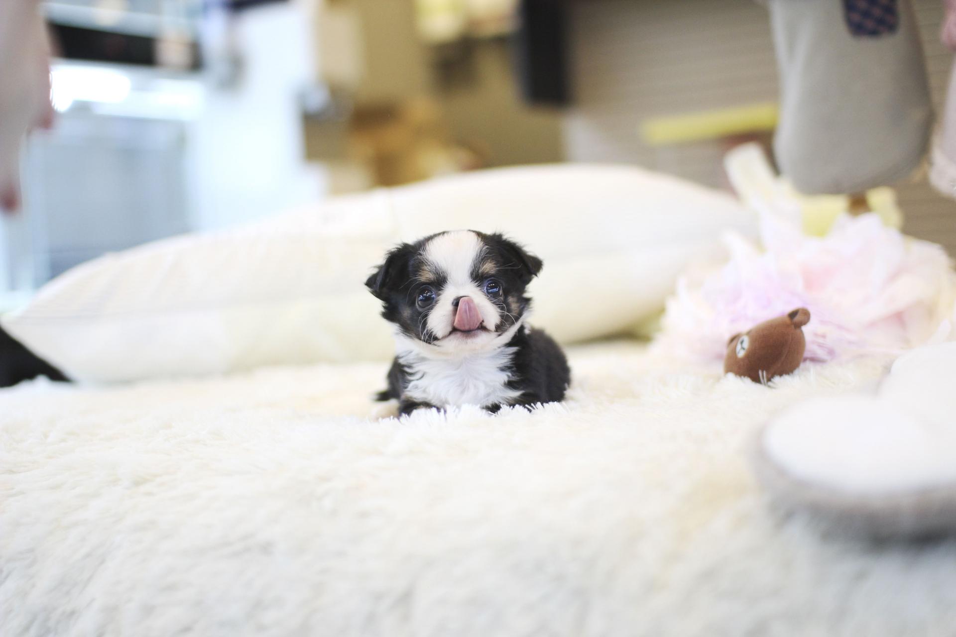 트라이 장모치와와 분양