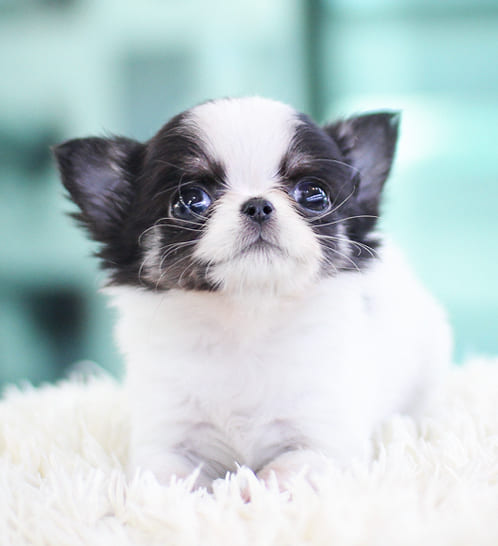 장모치와와 분양