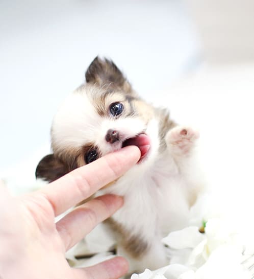 장모치와와 분양