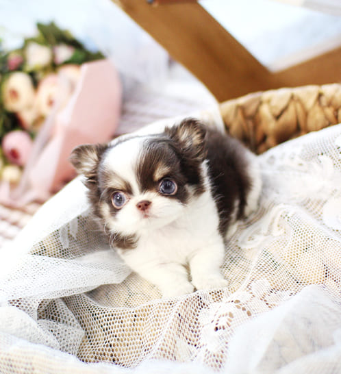 장모치와와 분양