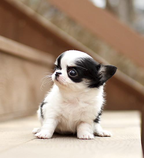 장모치와와 분양