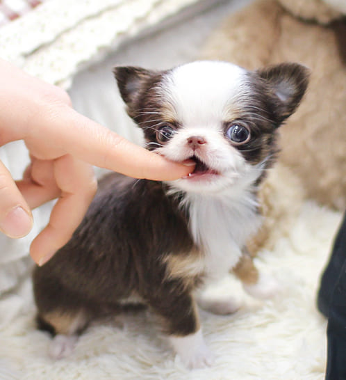 장모치와와 분양