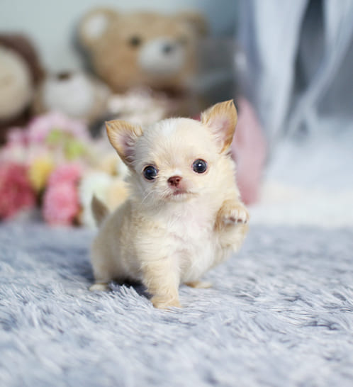 장모치와와 분양