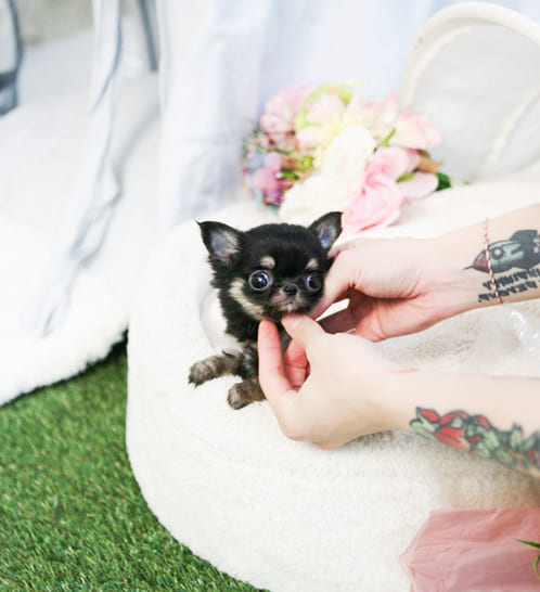 장모치와와 분양