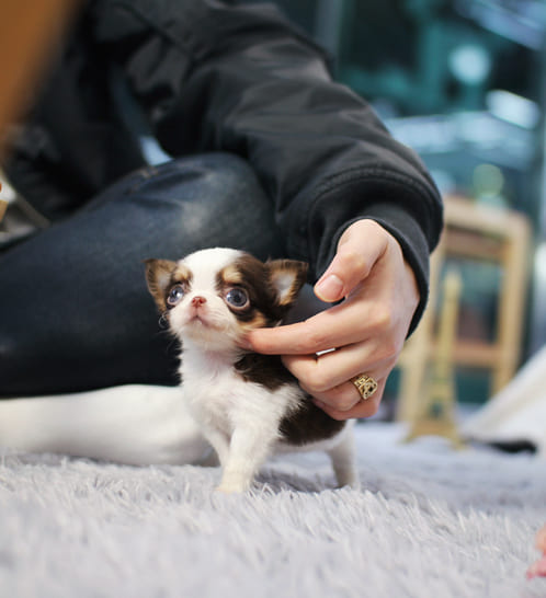 장모치와와 분양