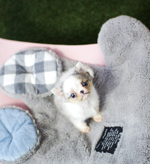 장모치와와 분양