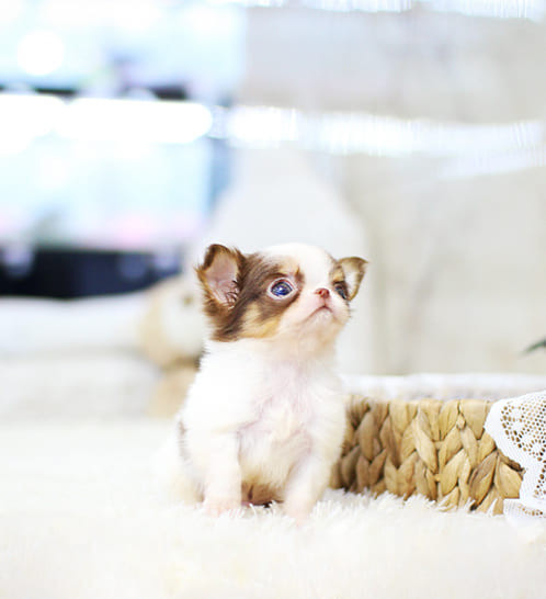 장모치와와 분양