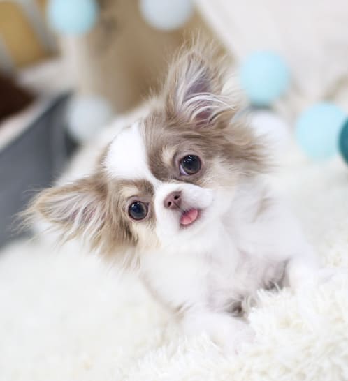 장모치와와 분양