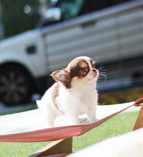 장모치와와 분양