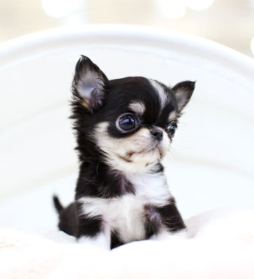 장모치와와 분양