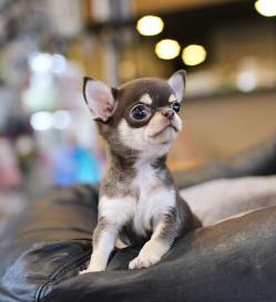 단모치와와 분양