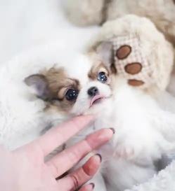 장모치와와 분양