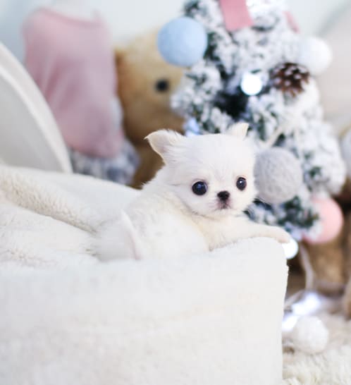 장모치와와 분양