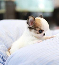 장모치와와 분양