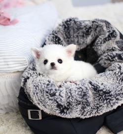 장모치와와 분양