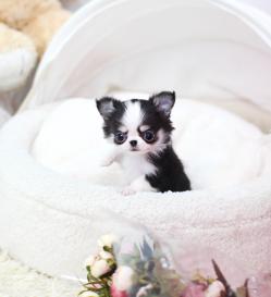 장모치와와 분양