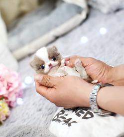 장모치와와 분양