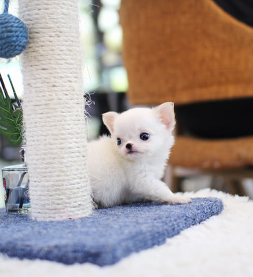 장모치와와 분양