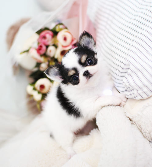 장모치와와 분양