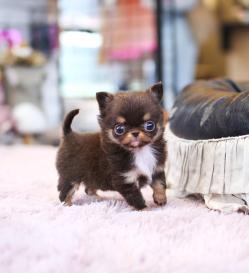 장모치와와 분양