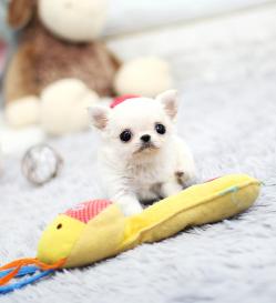 장모치와와 분양