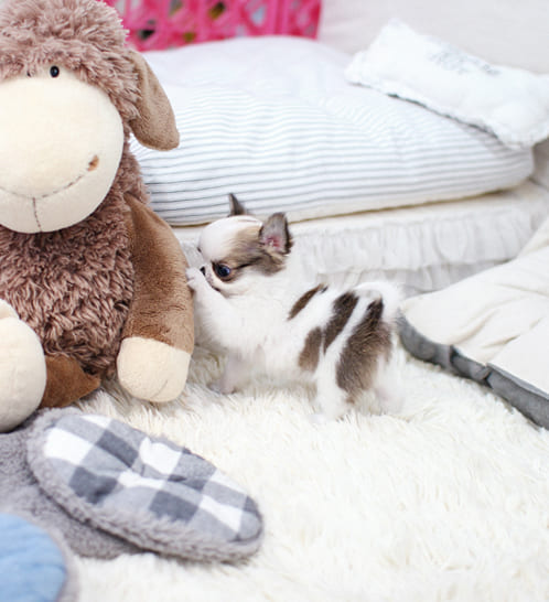 장모치와와 분양