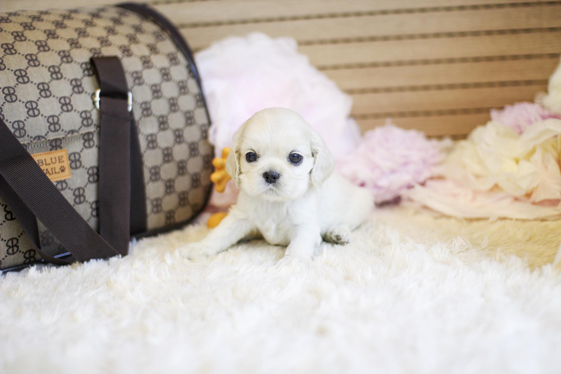 코카스패니얼 분양