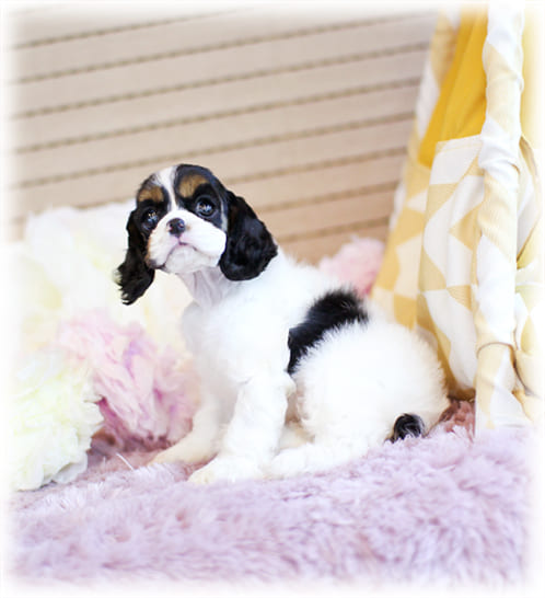 코카스파니엘 분양