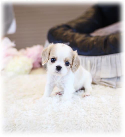 코카스파니엘 분양