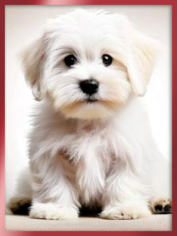 꼬똥드툴레아 분양