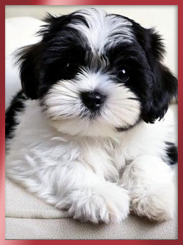 꼬똥드툴레아 분양