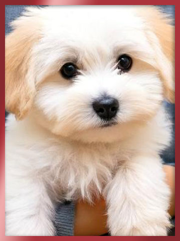 꼬똥드툴레아분양