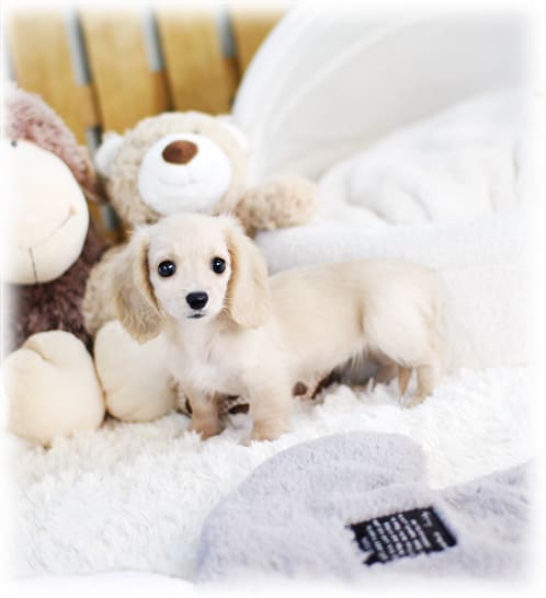 장모닥스훈트 분양