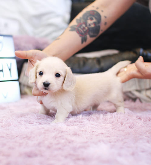 장모닥스훈트 분양